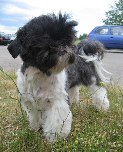 Rådgiver brug meget fint Askepot - tæver/bitches - shihtzu