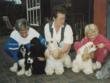 Efter en udstilling i Otterup i 1987. Anni, Cleo, Handy, Sakki, og Steppi. Menneskerne er min mor, Anne-Grethe og Stine